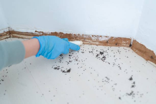 Professional Pest Control in Cave City, AR